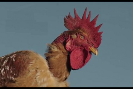 O Fantasma do “Não Vais”